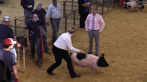 2020 Polk County Youth Fair - Market Hog Show (High Quality) - YouTube