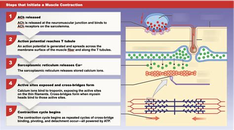 Steps that initiate a muscle contraction Diagram | Quizlet