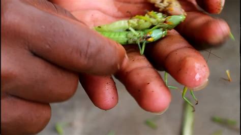 Preparing Locusts for Cooking - YouTube