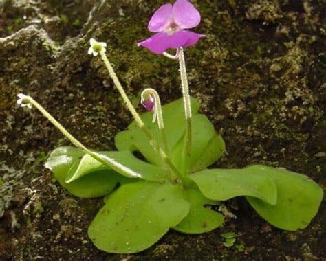 Butterwort Plant Care Guide - a Friendly Gardener