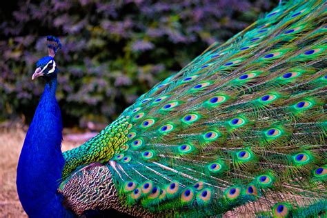 pure beauty | Peacock images, Peacock, Peacock pictures