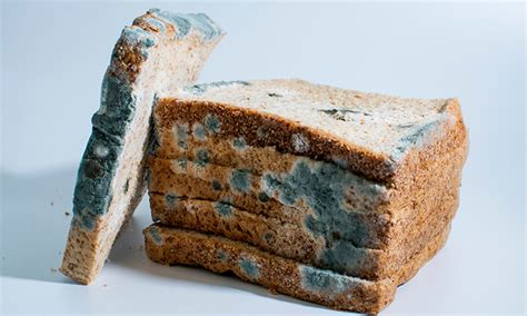 Myth Breakers - Picking mould off bread is fine…right?