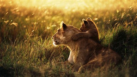 lion, lion cub, family Wallpaper, HD Animals 4K Wallpapers, Images and ...