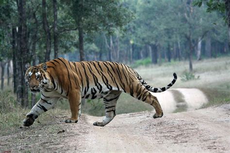 Pet tiger, Tiger images, Wild cats