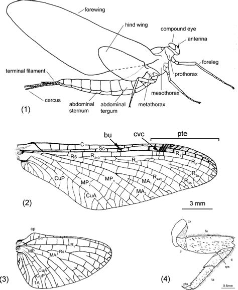 Morphology (1-3 adult, 4 larva): (1) winged stages of female, lateral... | Download Scientific ...