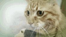 Cat Vacuum GIF - Cat Vacuum Smoke - Discover & Share GIFs