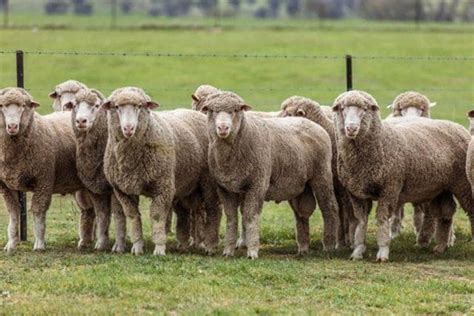 Top 15 Sheep Breeds for Wool - Dengarden