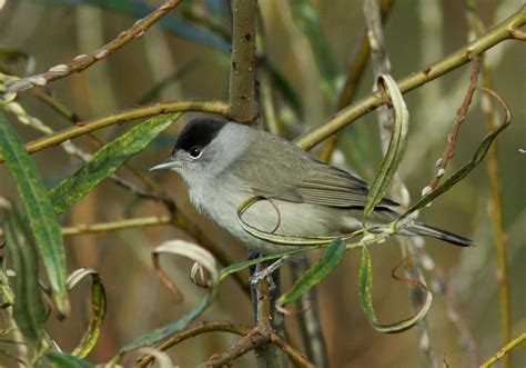 Blackcap - BirdWatch Ireland