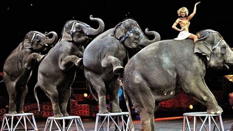 Animal Rights Activists Continue the Fight Against Circus Animal Cruelty – The Torch