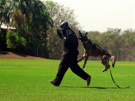 Police k9 Training Poster | German shepherd dogs, Police dogs, Dog poster