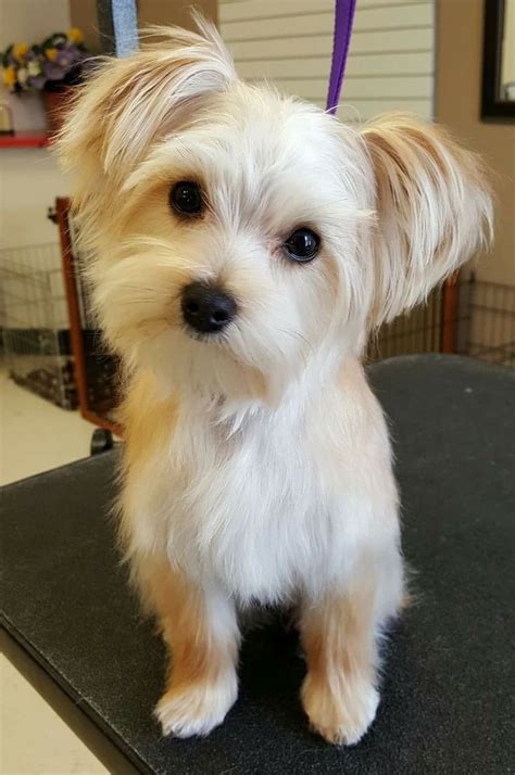 Looks like Sophie! | Morkie haircuts, Dog haircuts, Morkie dogs