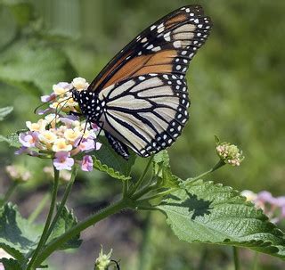 Monarch butterfly on lantana plant | Monarch butterfly on la… | Flickr