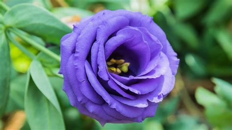 How to Plant, Grow, and Care for Lisianthus