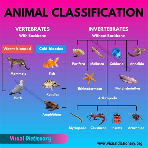 Classification Of Animals Chart