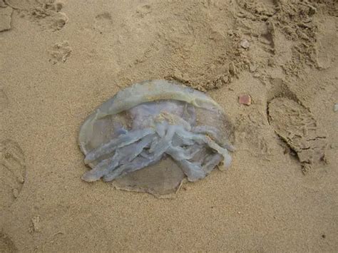 If you see Jellyfish on Isle of Wight beaches please let the MCS know