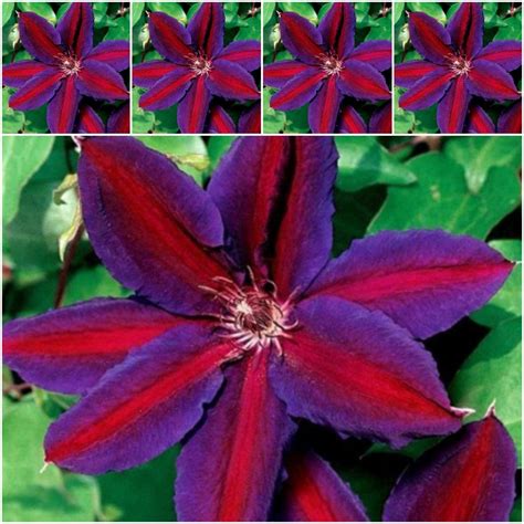 25 Clematis Vine Seeds Purple Red Clematis Seeds Clematis | Etsy