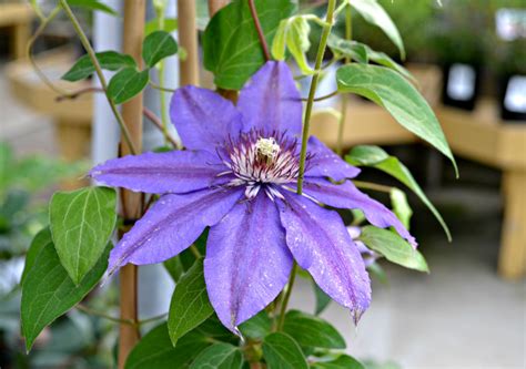 How & When to Prune a Clematis Climbing Vine | Fairview