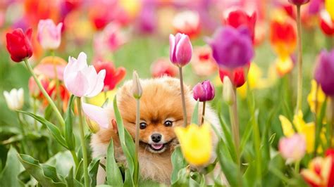 Spring Baby Animals Desktop Wallpapers (48+ images)