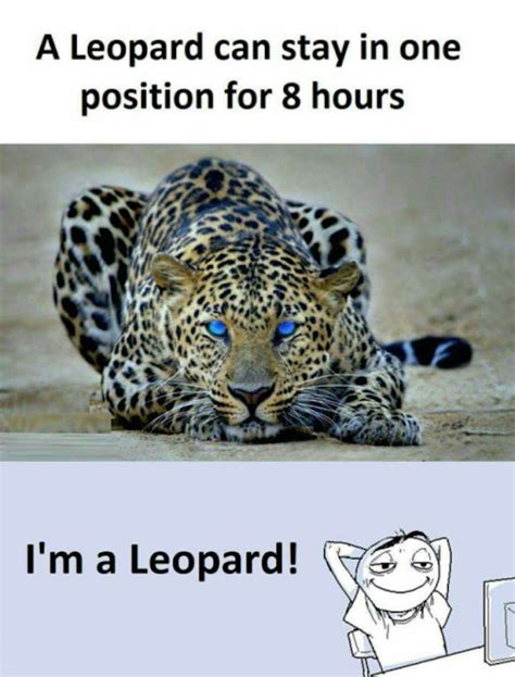 I'm a Leopard | Funny images laughter, Really funny memes, Crazy funny memes