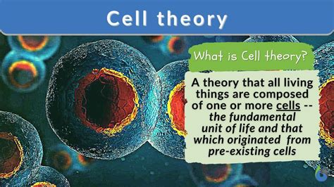 Cell theory - Definition and Examples - Biology Online Dictionary