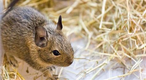 Degus | Food, Bedding & Treats | Supreme Petfoods