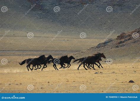 Running wild horses stock photo. Image of scenics, quickly - 7048950