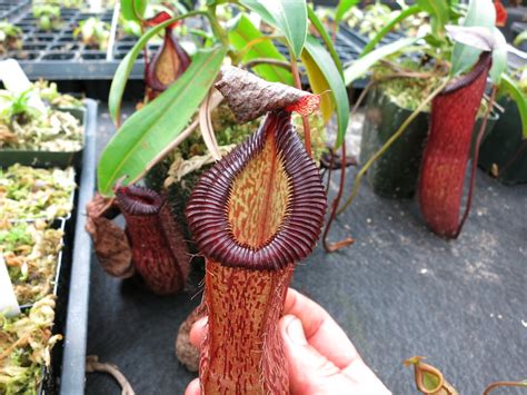 A visit to Predatory Plants! lots of photos!!! | The Sarracenia Forum