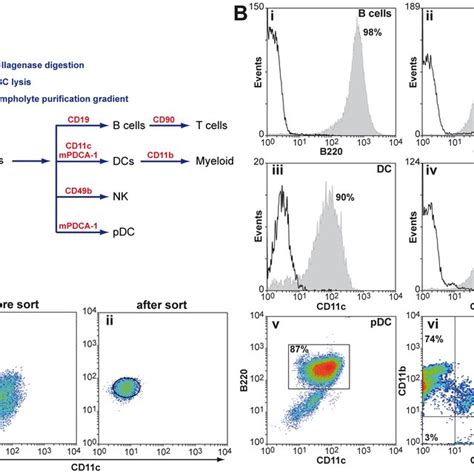 Isolation of splenic cell types by magnetic-activated cell sorting. A :... | Download Scientific ...