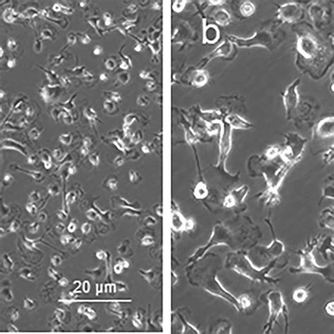 Example of a microglial culture. a A suspended “punch” with microglia... | Download Scientific ...