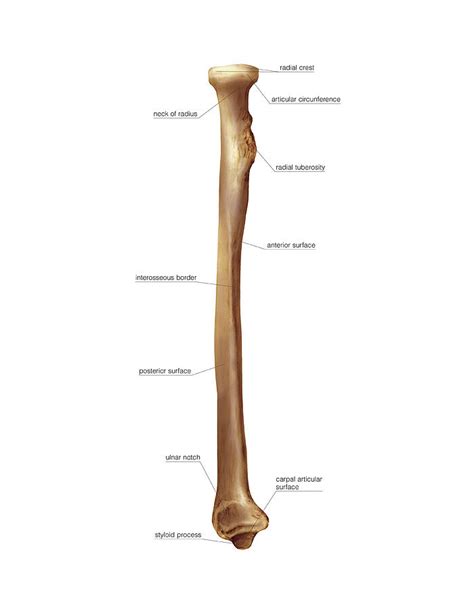 Radius Bone Size at Jerry Drew blog