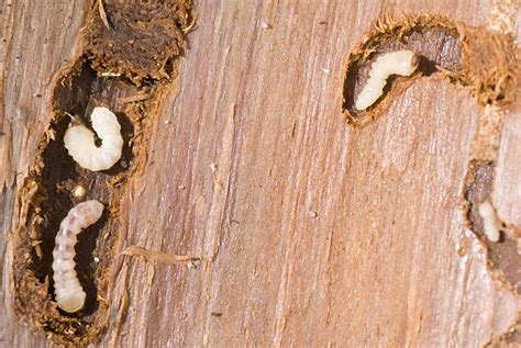 How To Get Rid Of Woodworms - Woodworm Treatment