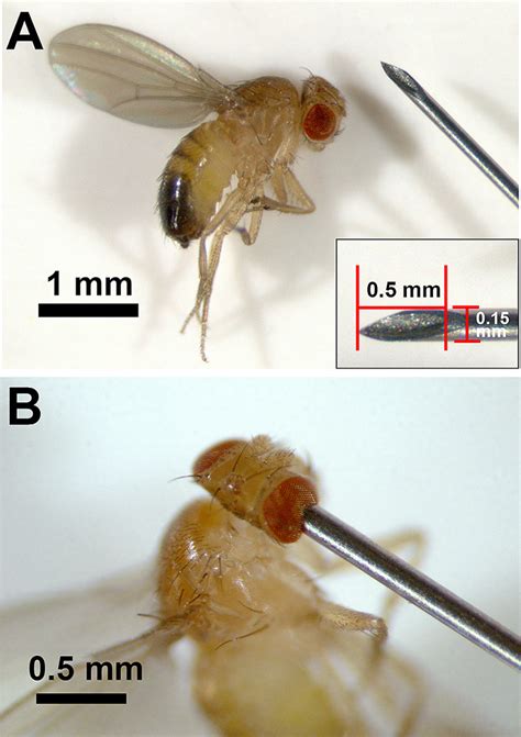 Drosophila models of traumatic brain injury