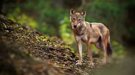 Wolf Habitat Stock Photos, Pictures & Royalty-Free Images - iStock