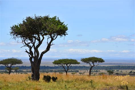 Savanna Plants by Marta Kazmierska | Savanna plants, Savanna biome, Savanna