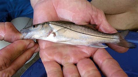 Conserving the Flats with BTT | "Tarpon & Snook Habitat" - YouTube