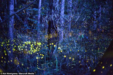 The Enchanted Forest: Fireflies Create A Magical Light Show In Japan ...