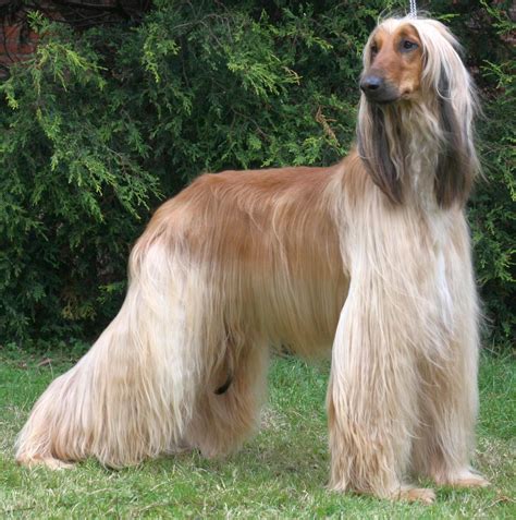 Afghan Hound Dog Breed » Information, Pictures, & More