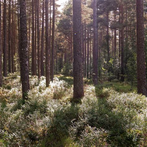 Forest Tree Series: Scots Pine - NICHOLSONS