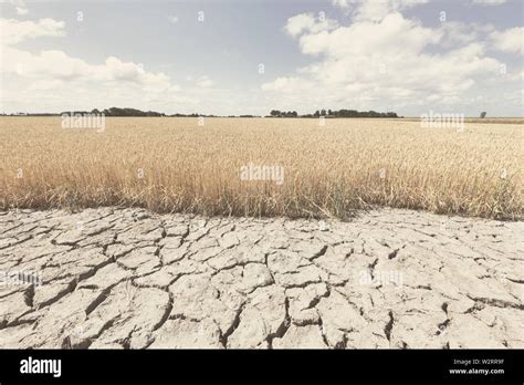 Dry and arid land with failed crops due to climate change and global warming. High temperatures ...