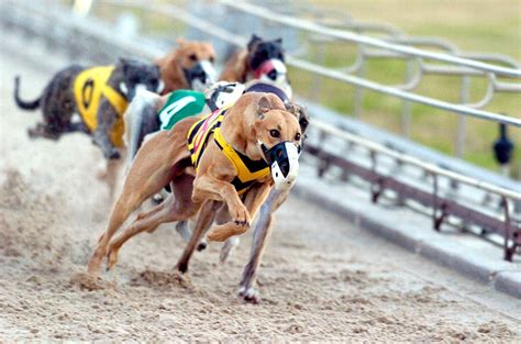 Greyhound racing banned in NSW | Green Left