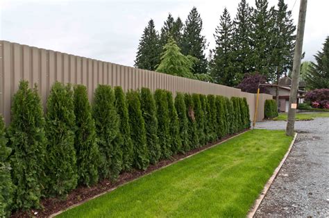 Best Plant Hedges Fence For Small Space | Home decorating Ideas