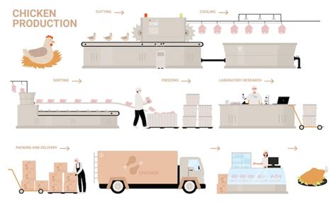 Premium Vector | Chicken production process stages vector illustration.