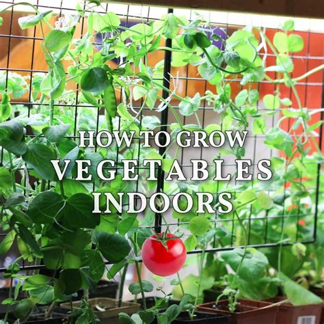 How to Grow Vegetables Indoors (Easy Beginner’s Guide)