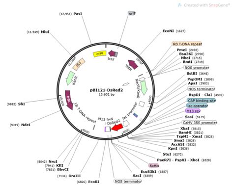 PBI121- DSRED2 PLASMID