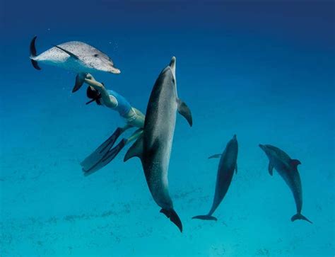 Dolphin whistle instantly translated by computer | New Scientist