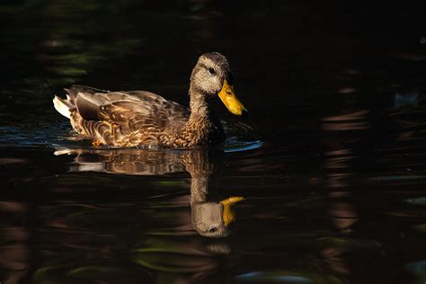 Duck Reflection Photograph by Karol Livote - Fine Art America