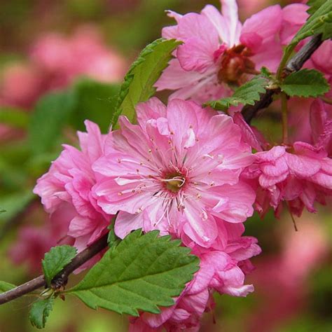 Double Flowering Plum 'Multiplex' (Prunus triloba) | My Garden Life