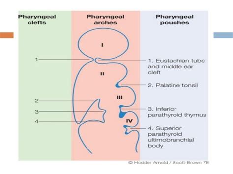 Pharyngeal pouches