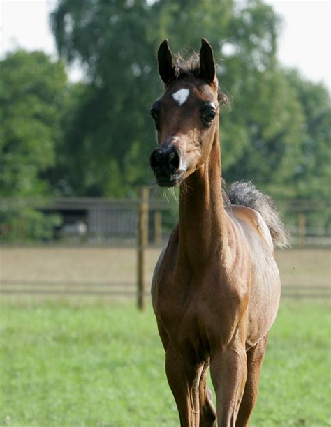 Barb Horse Info, Origin, History, Pictures