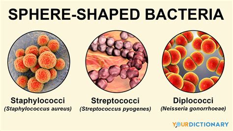 Examples of Bacteria: Types and Infections | YourDictionary